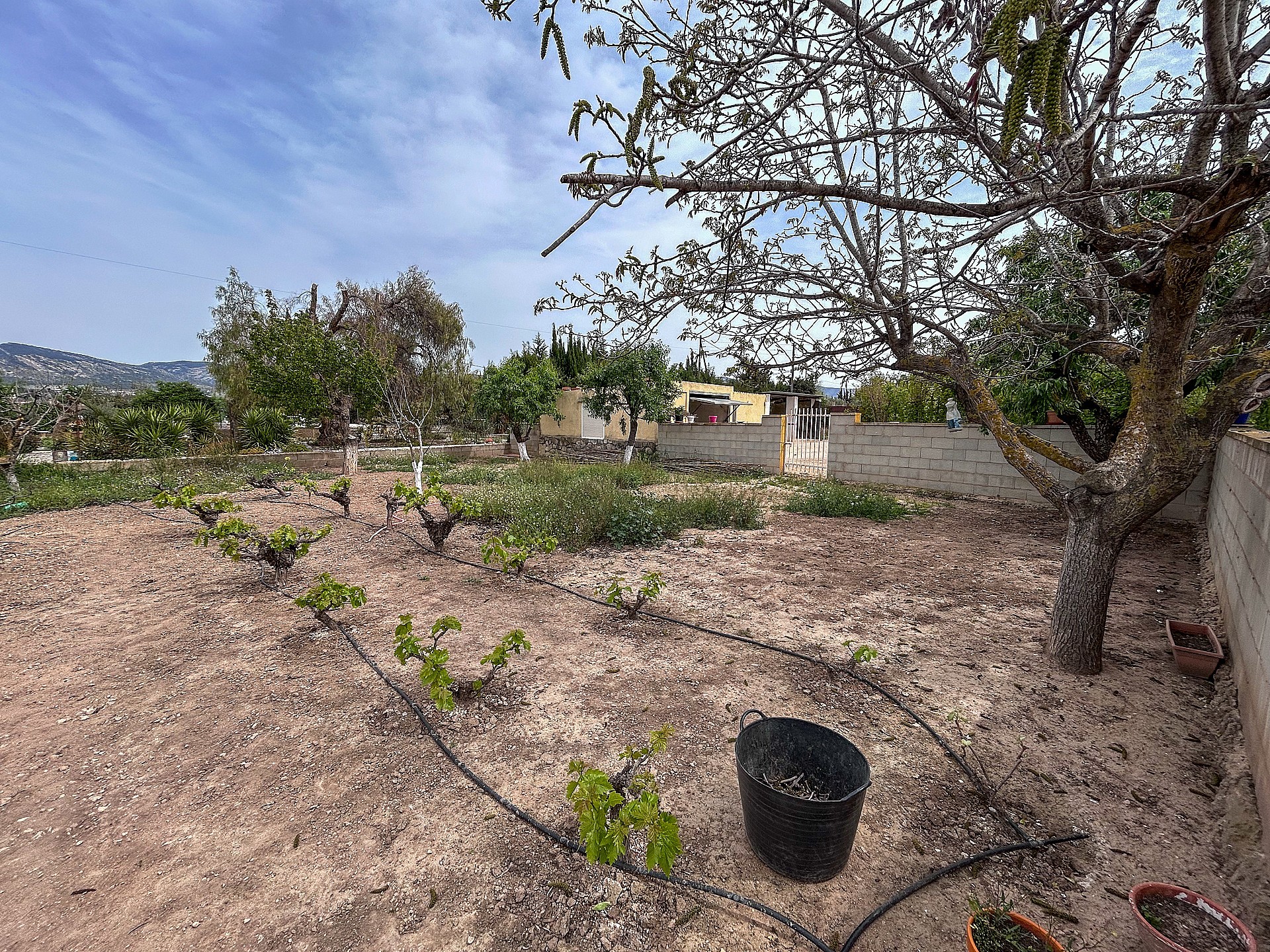 Resale - 4 Bedroom 2 Bathroom Country house in Sax - - Alicante Resale - 4 Bedroom 2 Bathroom Country house in Sax - - Alicante