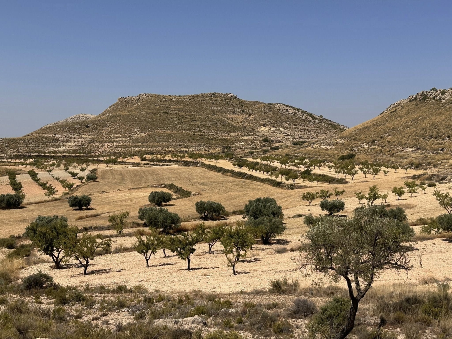 Resale - 14.671m2 Buildable Land for Sale in Torre del Rico - paraje torre del rico - Murcia Resale - 14.671m2 Buildable Land for Sale in Torre del Rico - paraje torre del rico - Murcia