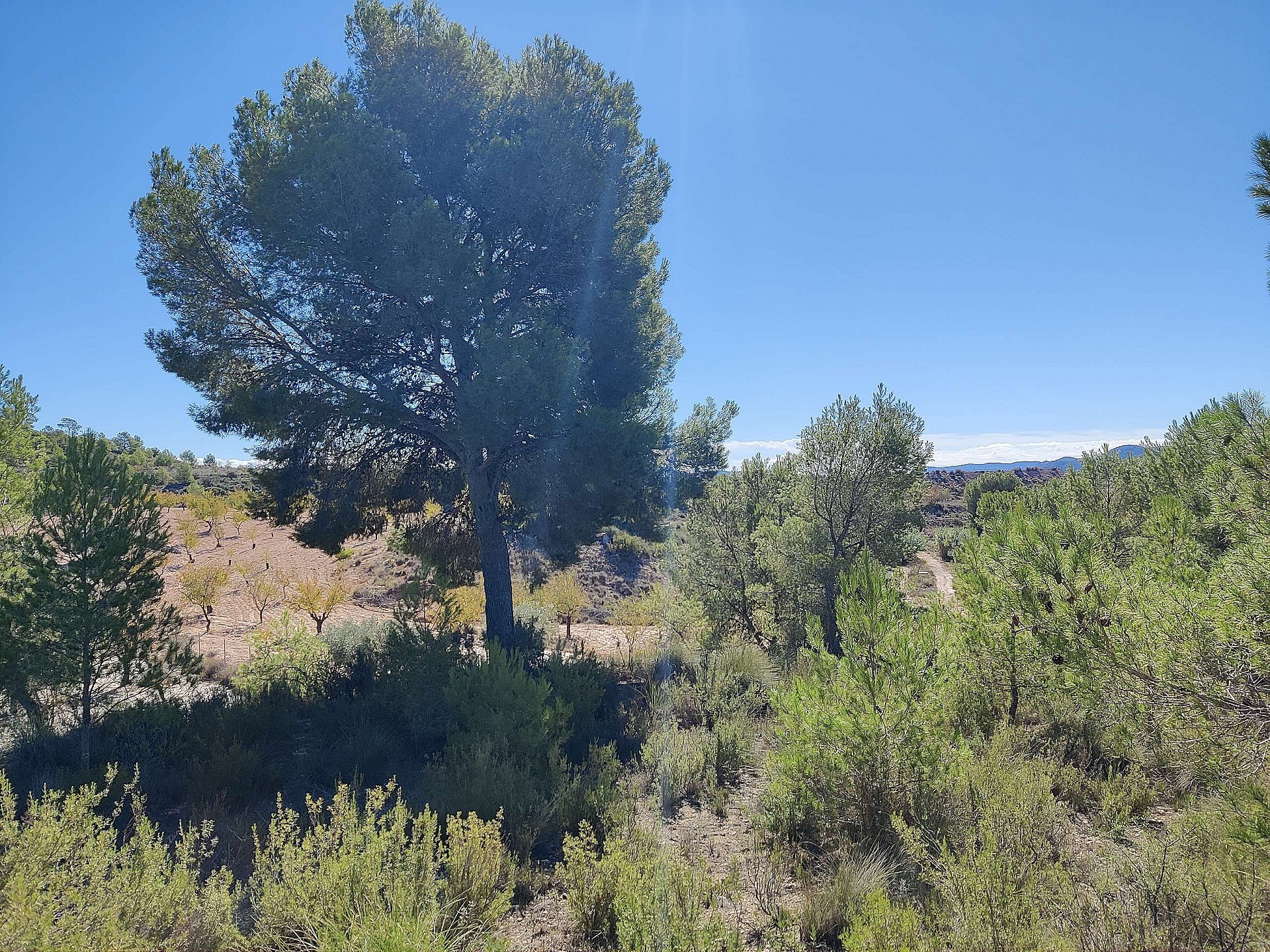 Resale - 2 Bedroom 1 Bathroom Country house in Monovar -  - Alicante