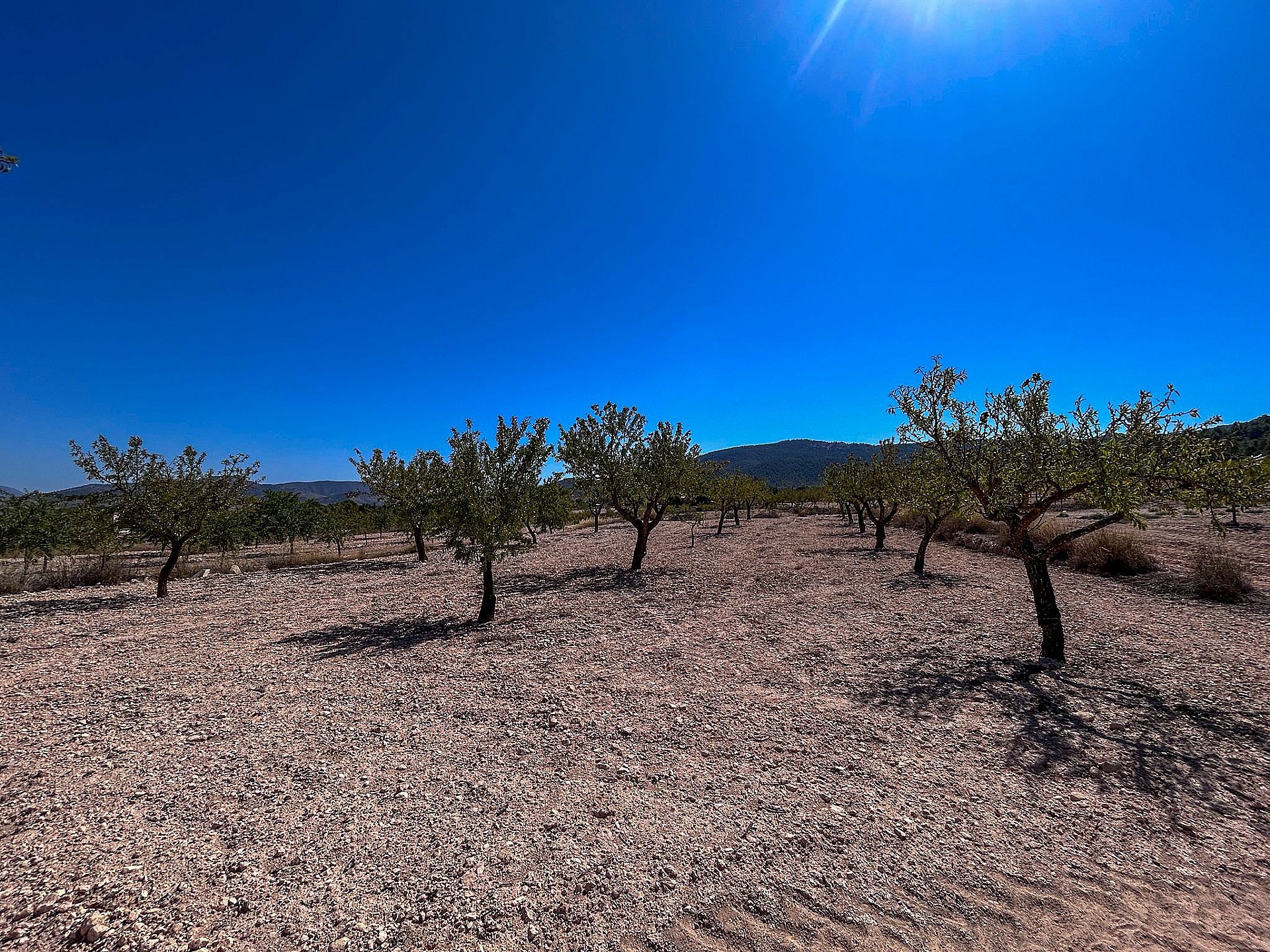Resale - 3 Bedroom Country house in Monóvar -  - Alicante