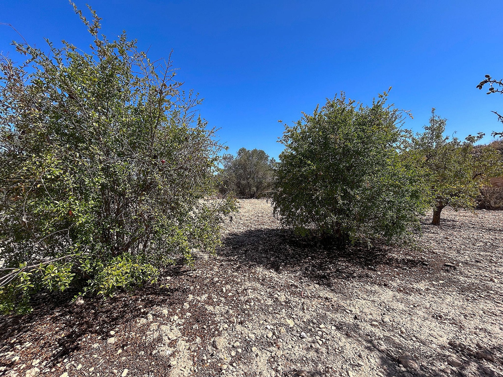 Resale - 3 Bedroom Country house in Monóvar -  - Alicante