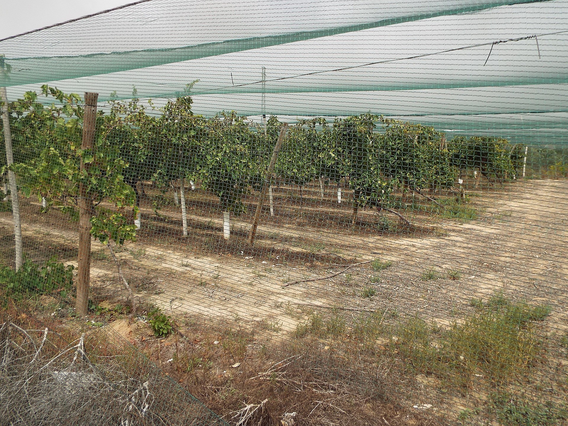 Resale - Land in Monforte Del Cid -  - Alicante
