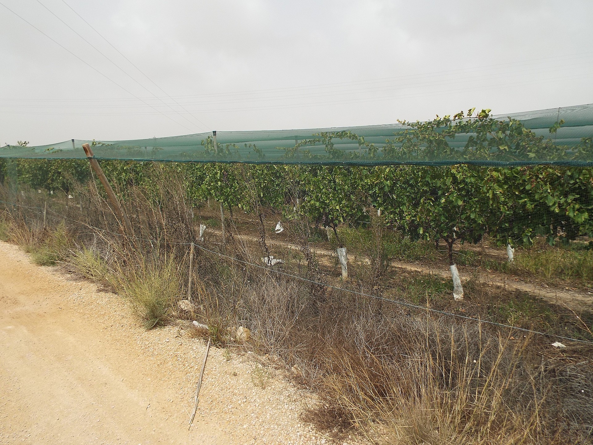 Resale - Land in Monforte Del Cid -  - Alicante