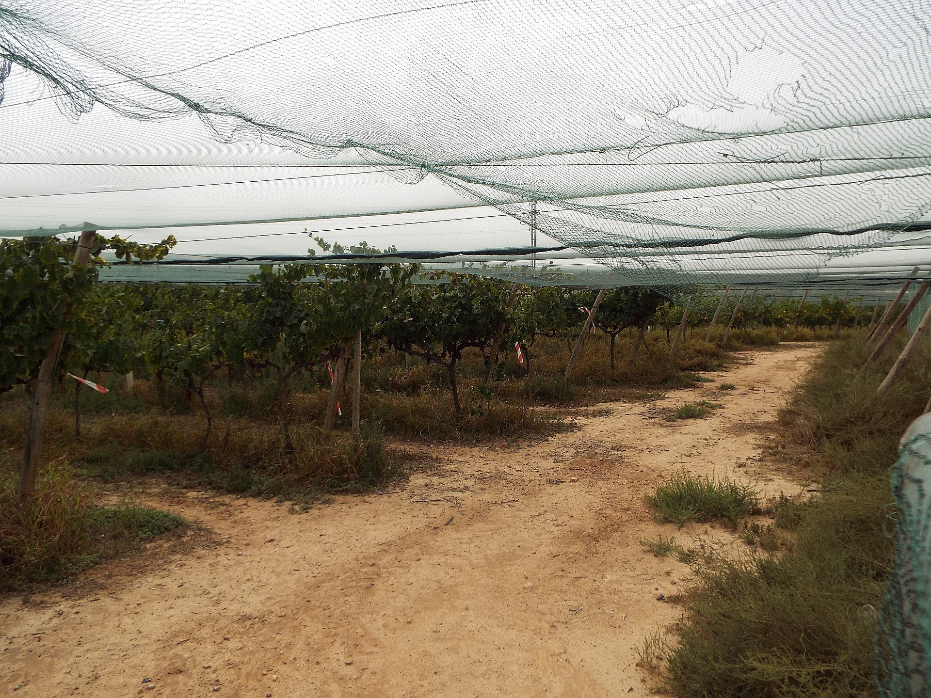 Resale - Land in Monforte Del Cid -  - Alicante