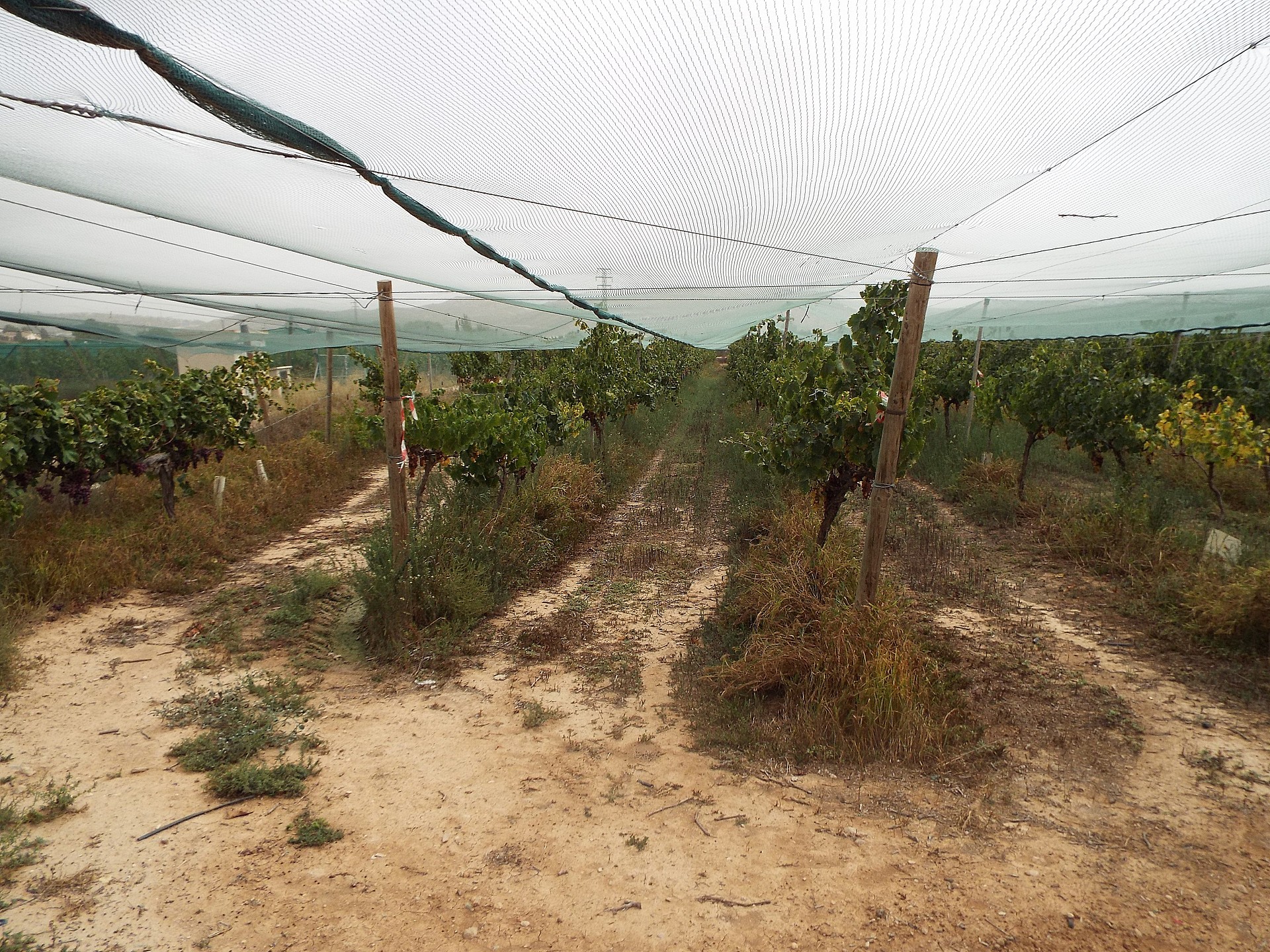 Resale - Land in Monforte Del Cid -  - Alicante