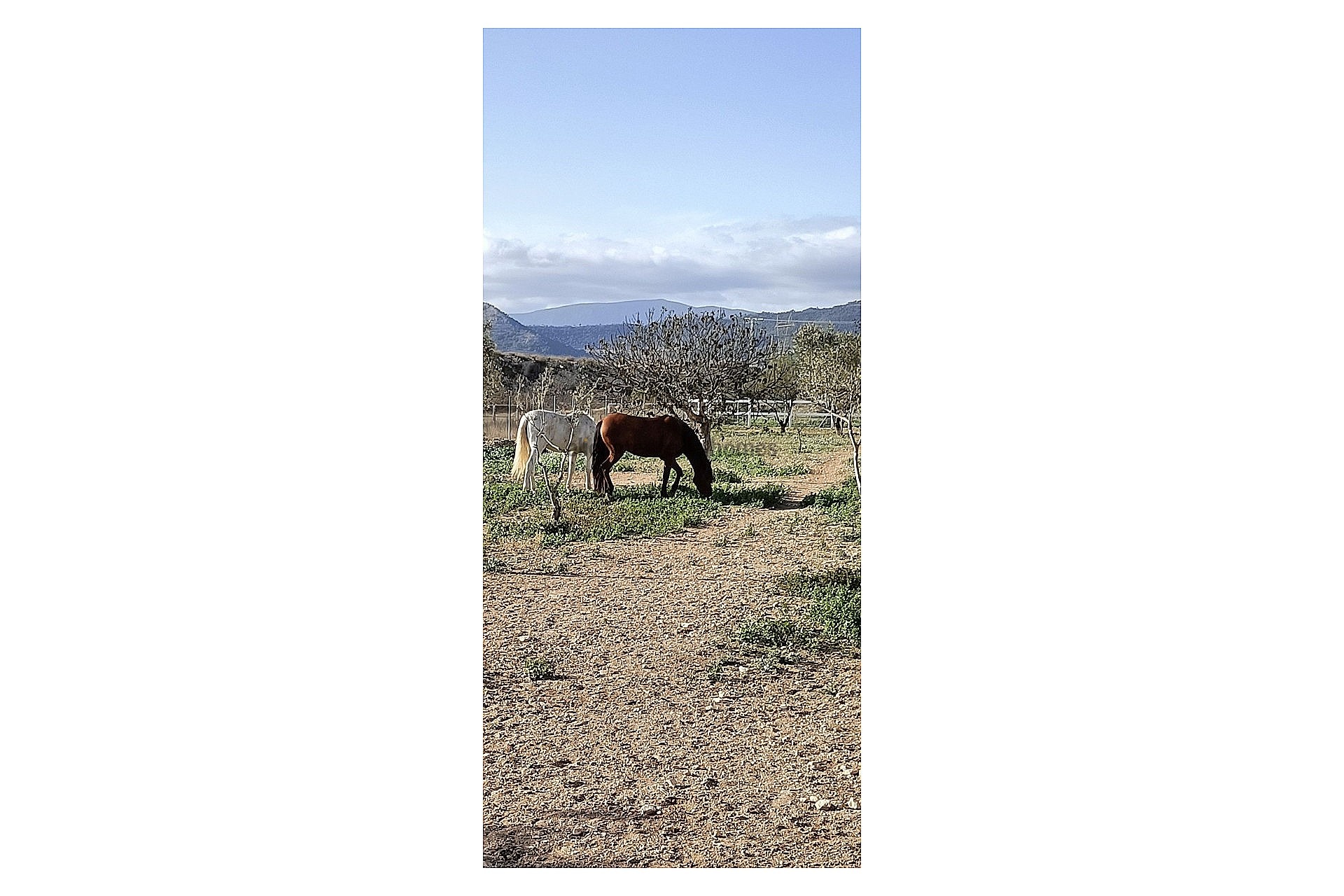 Resale - 3 Bedroom 1 Bathroom Country house in Monóvar -  - Alicante