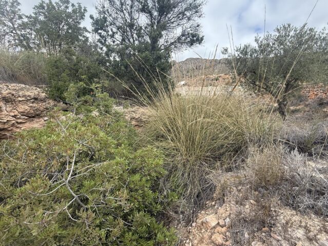 Resale - Land in La Romana - , La Romana, Alicante, Spain - Alicante