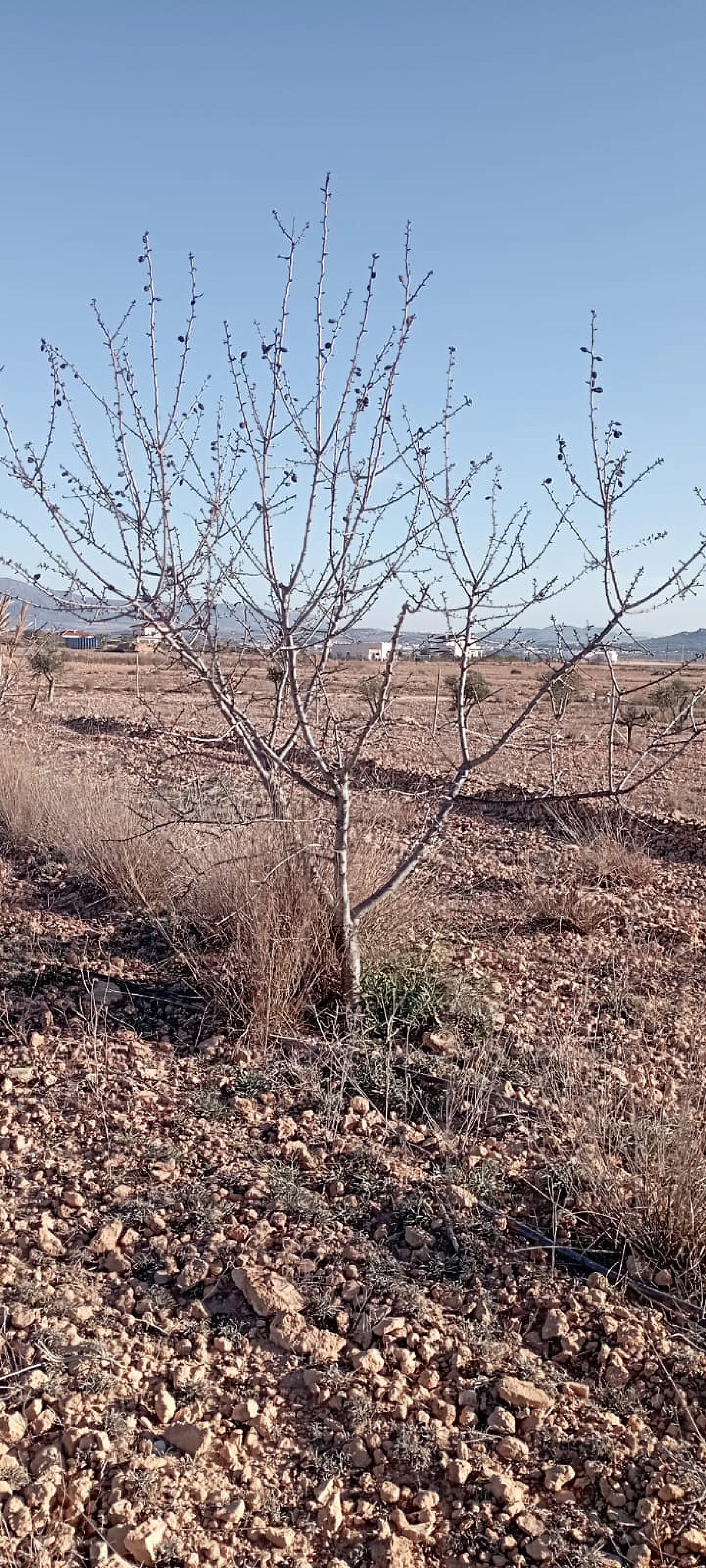 Resale - 4 Bedroom 2 Bathroom Finca in Pinoso -  - Alicante