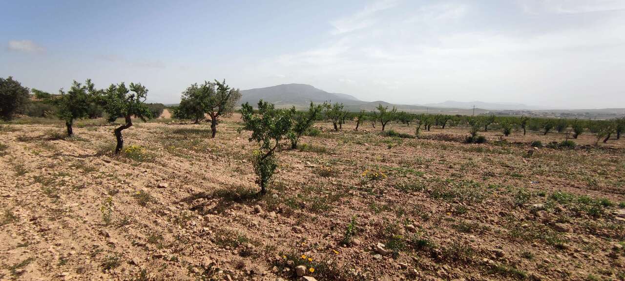 Resale - Country house in Pinoso - , Pinoso, Alicante, Spain - Alicante