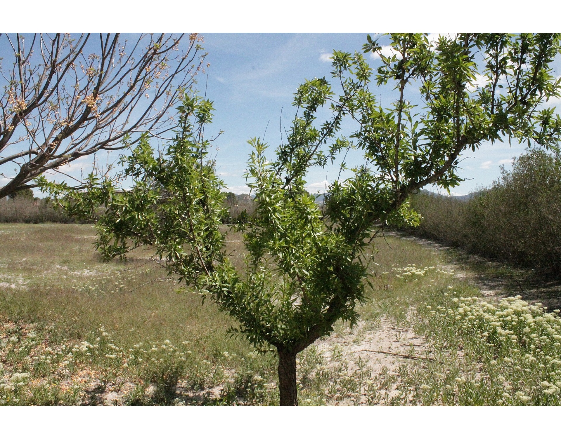 Resale - 3 Bedroom 2 Bathroom Country house in Villena -  - Alicante