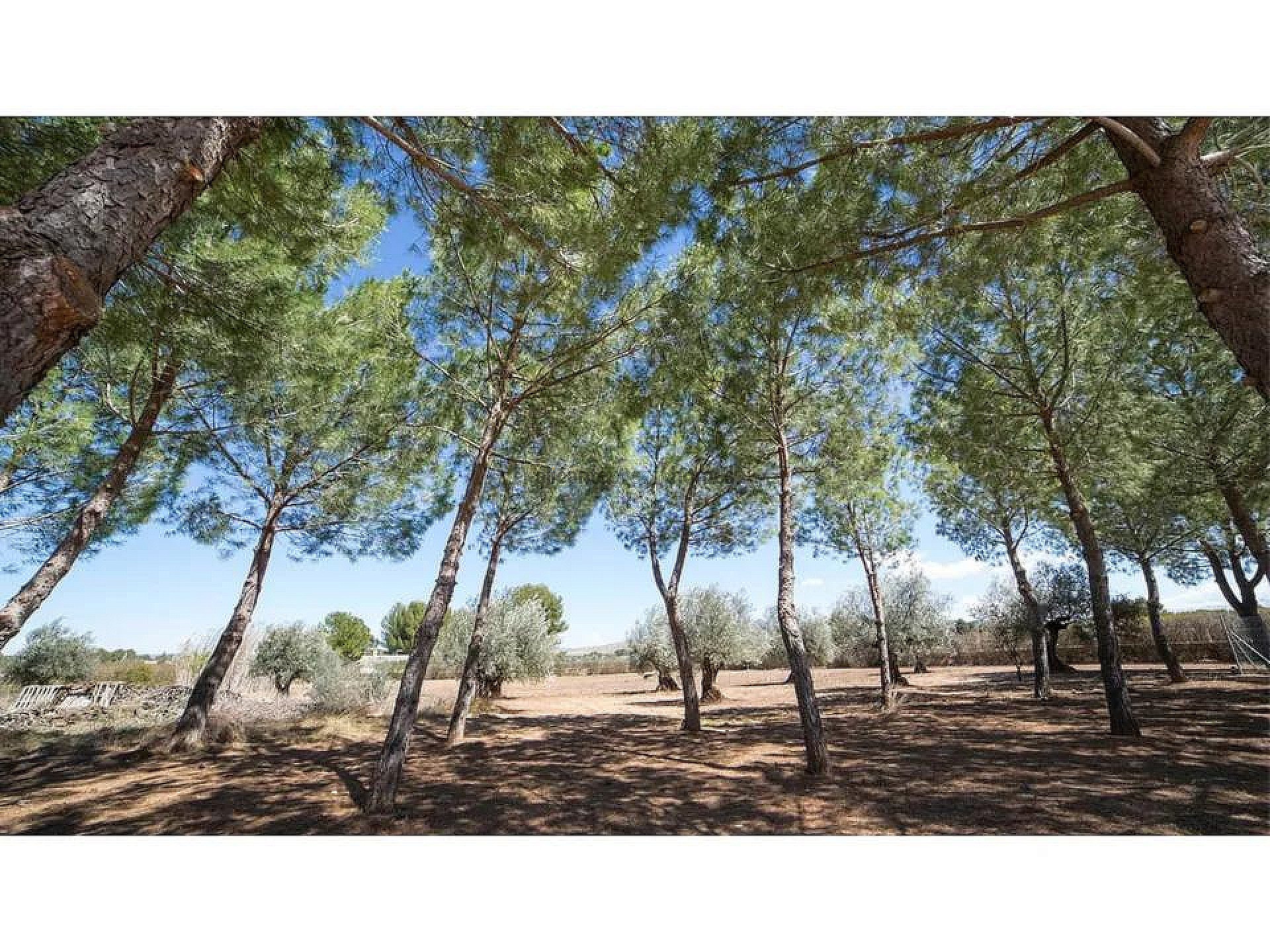 Resale - 6 Bedroom 4 Bathroom Villa in Yecla -  - Murcia