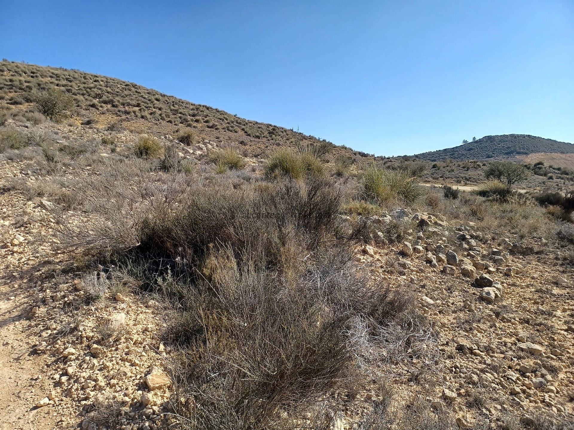 Resale - Land in Pinoso -  - Alicante