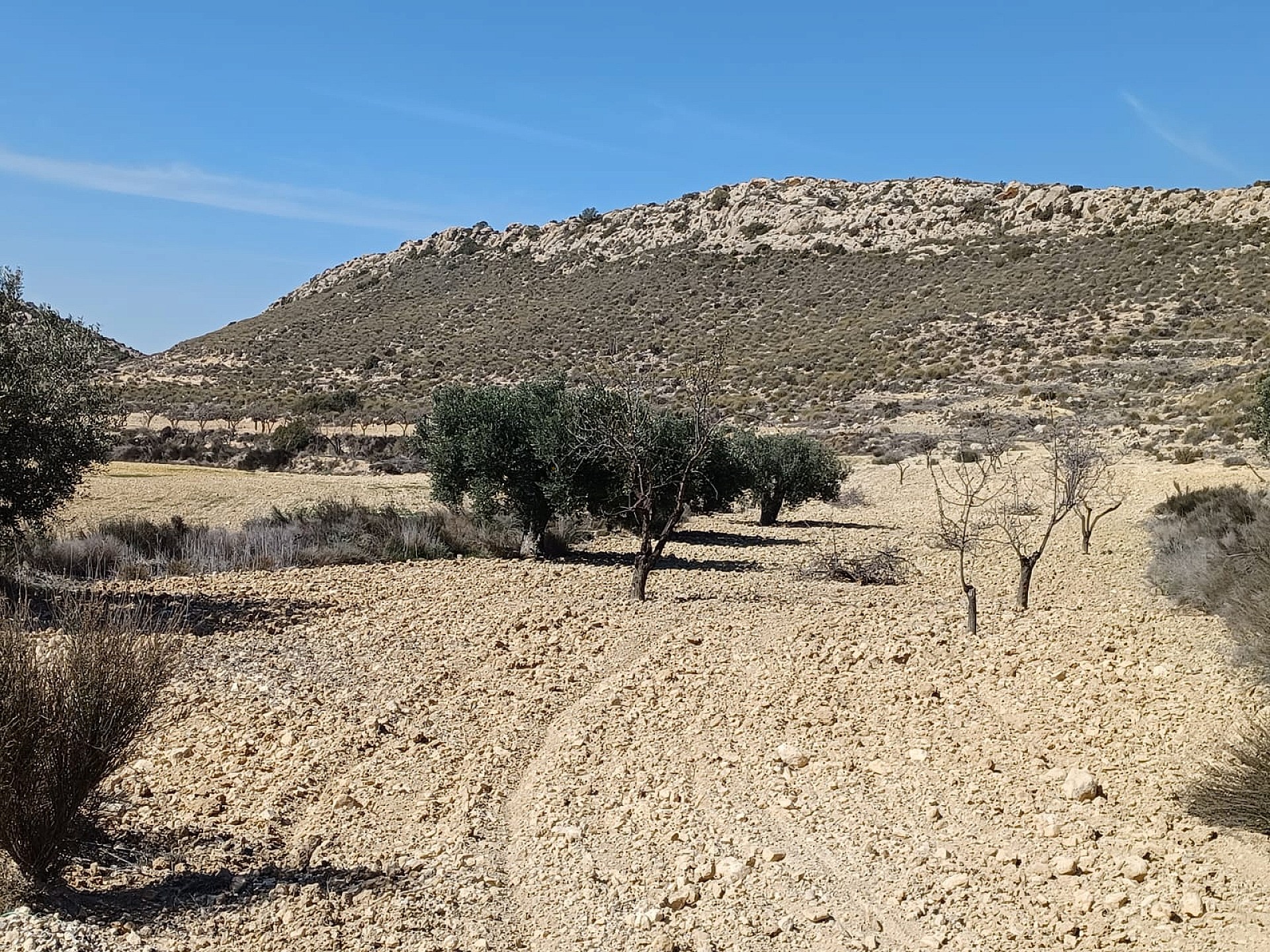 Resale - Land in Pinoso -  - Alicante