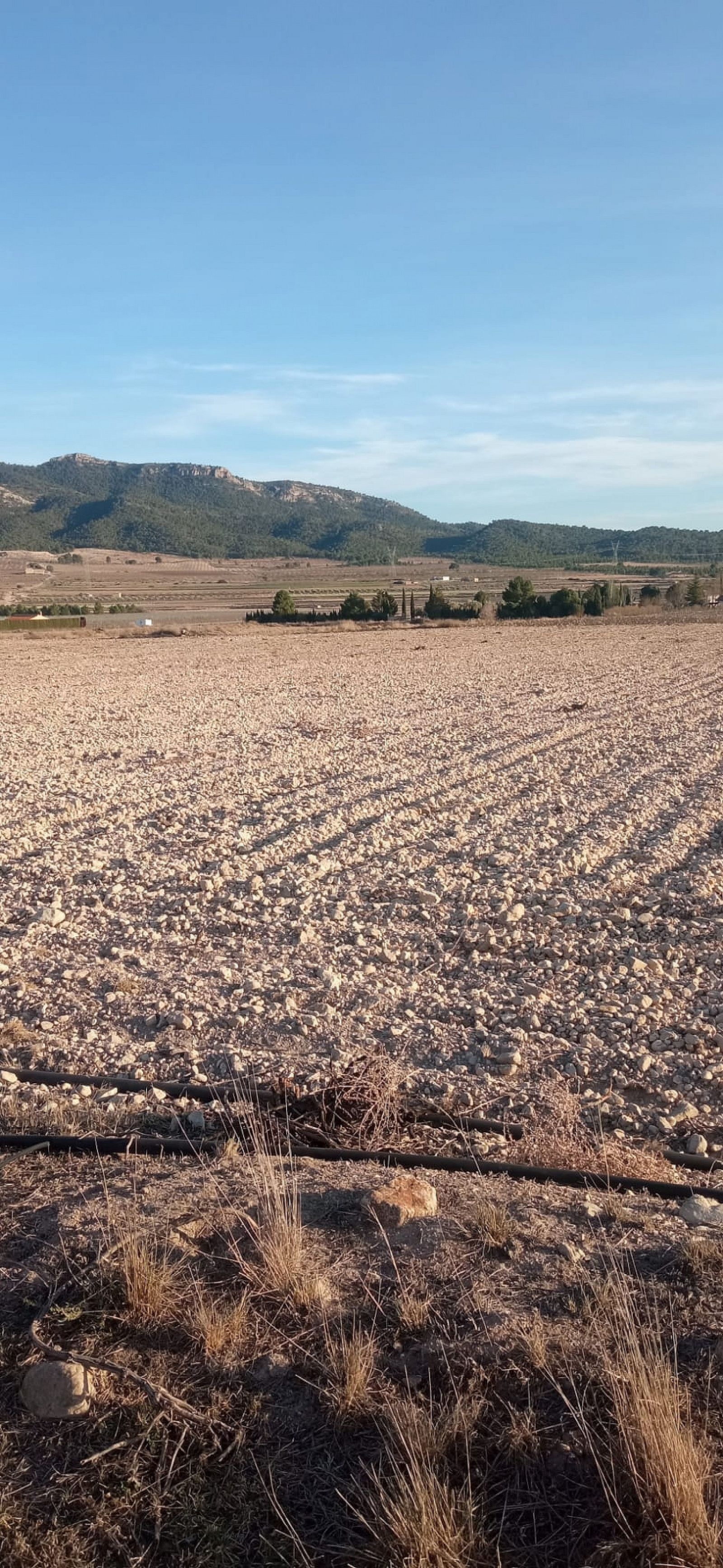 Resale - Land in Salinas -  - Alicante