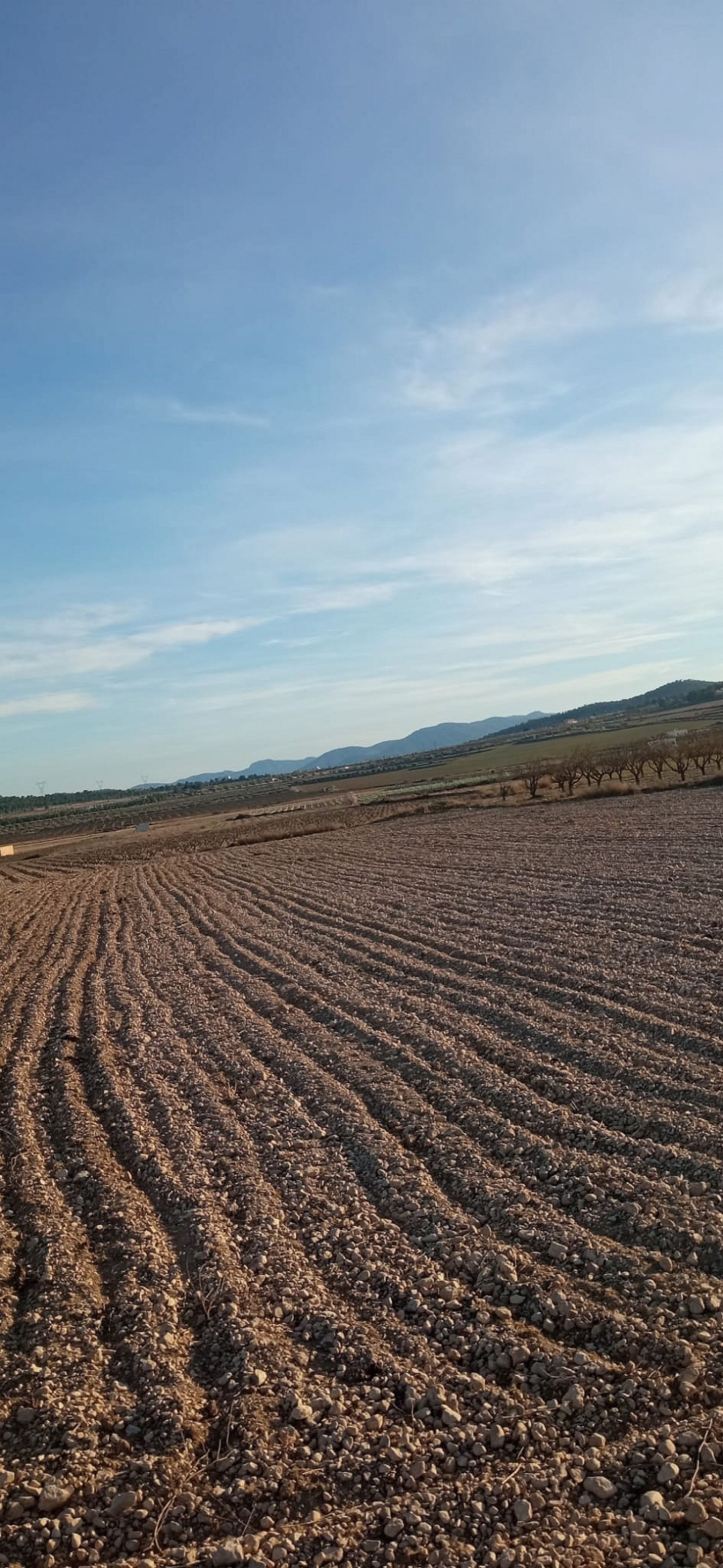Resale - Land in Salinas -  - Alicante