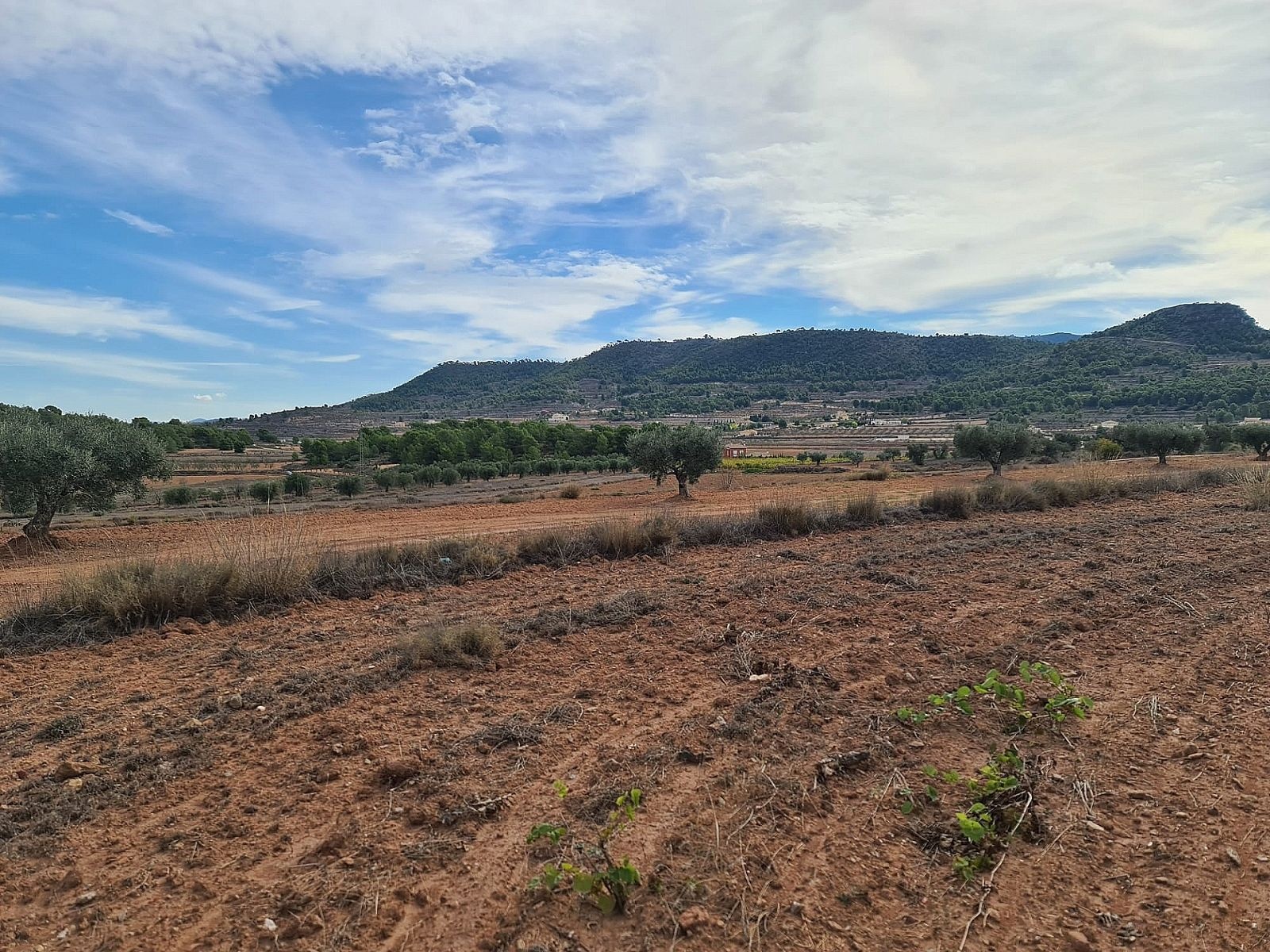 Resale - Land in Pinoso -  - Alicante