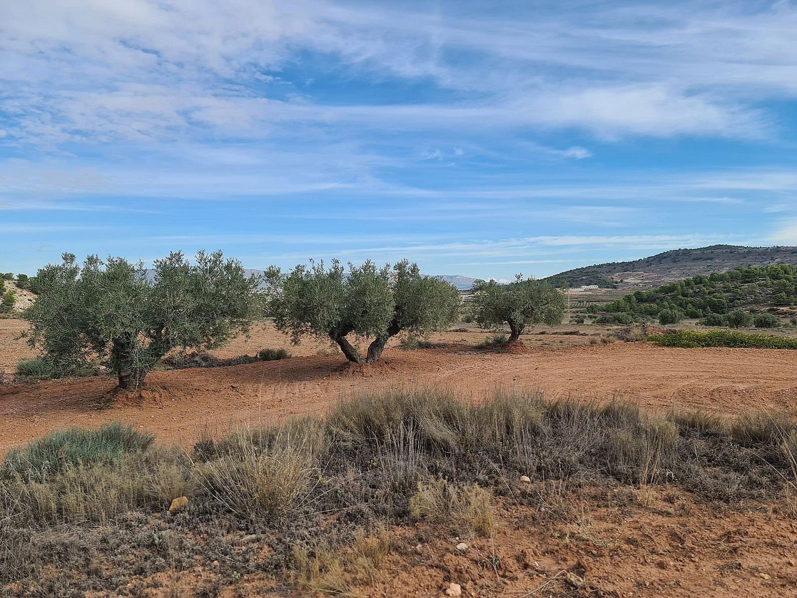 Resale - Land in Pinoso -  - Alicante