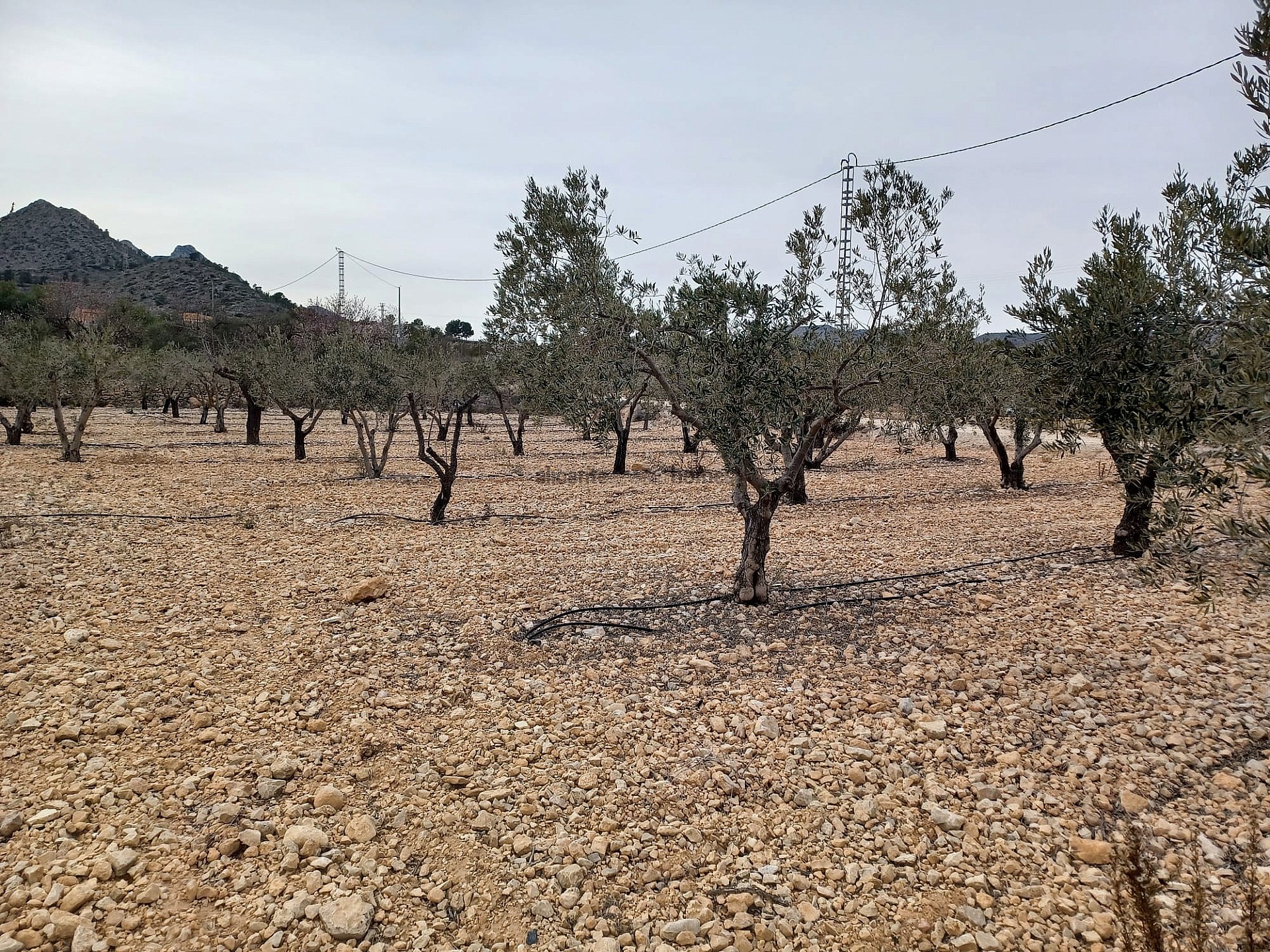 Resale - Land in La Romana -  - Alicante