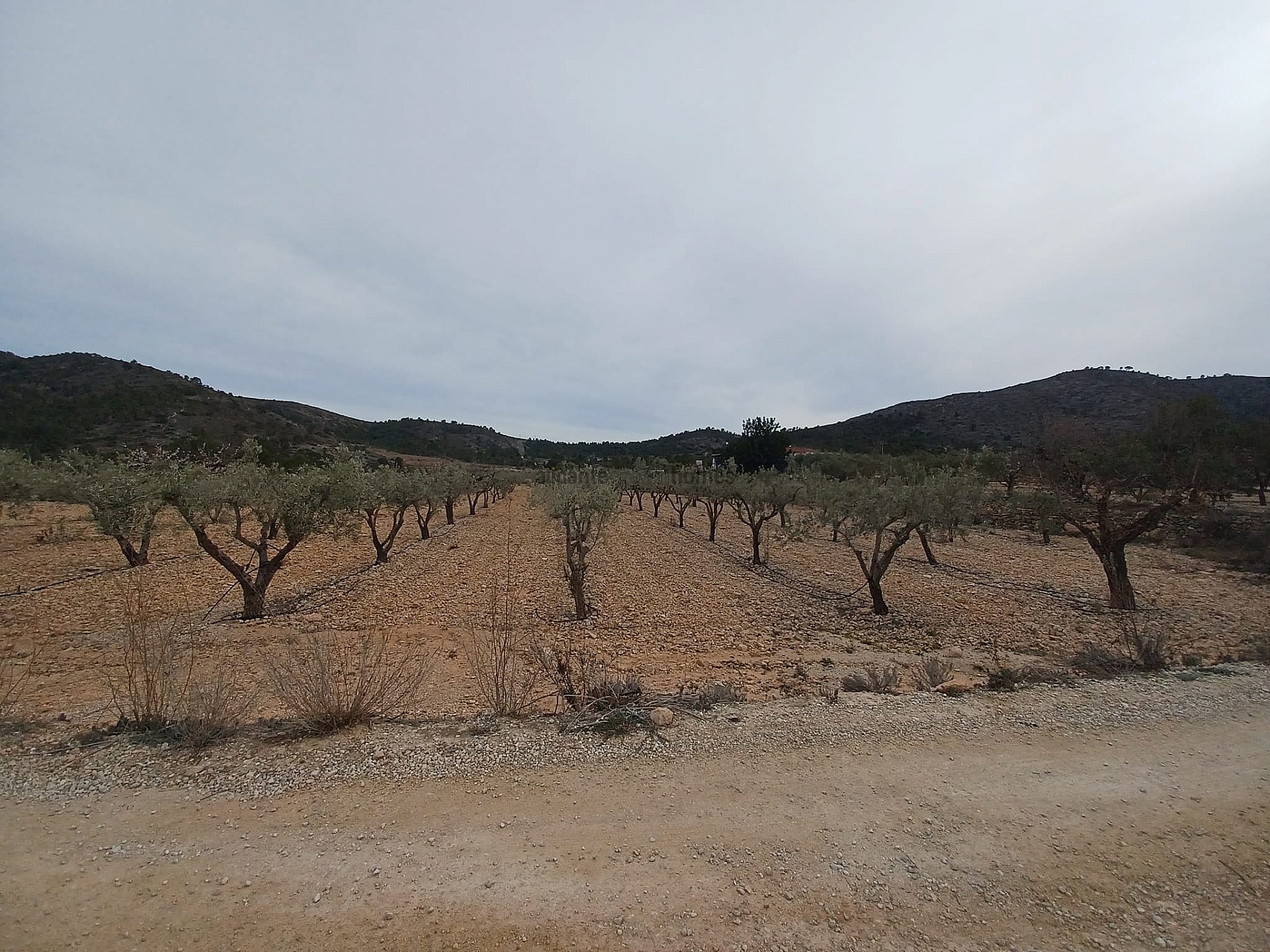 Resale - Land in La Romana -  - Alicante