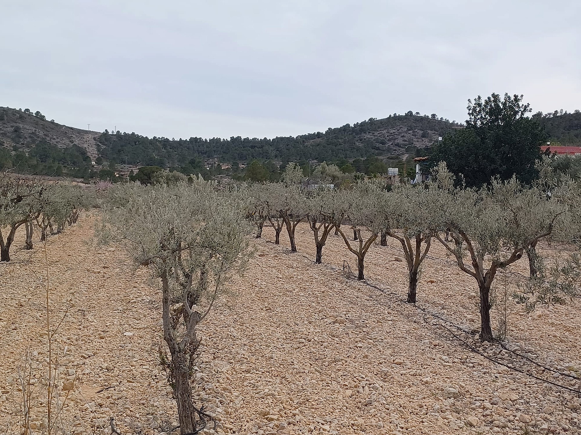 Resale - Land in La Romana -  - Alicante