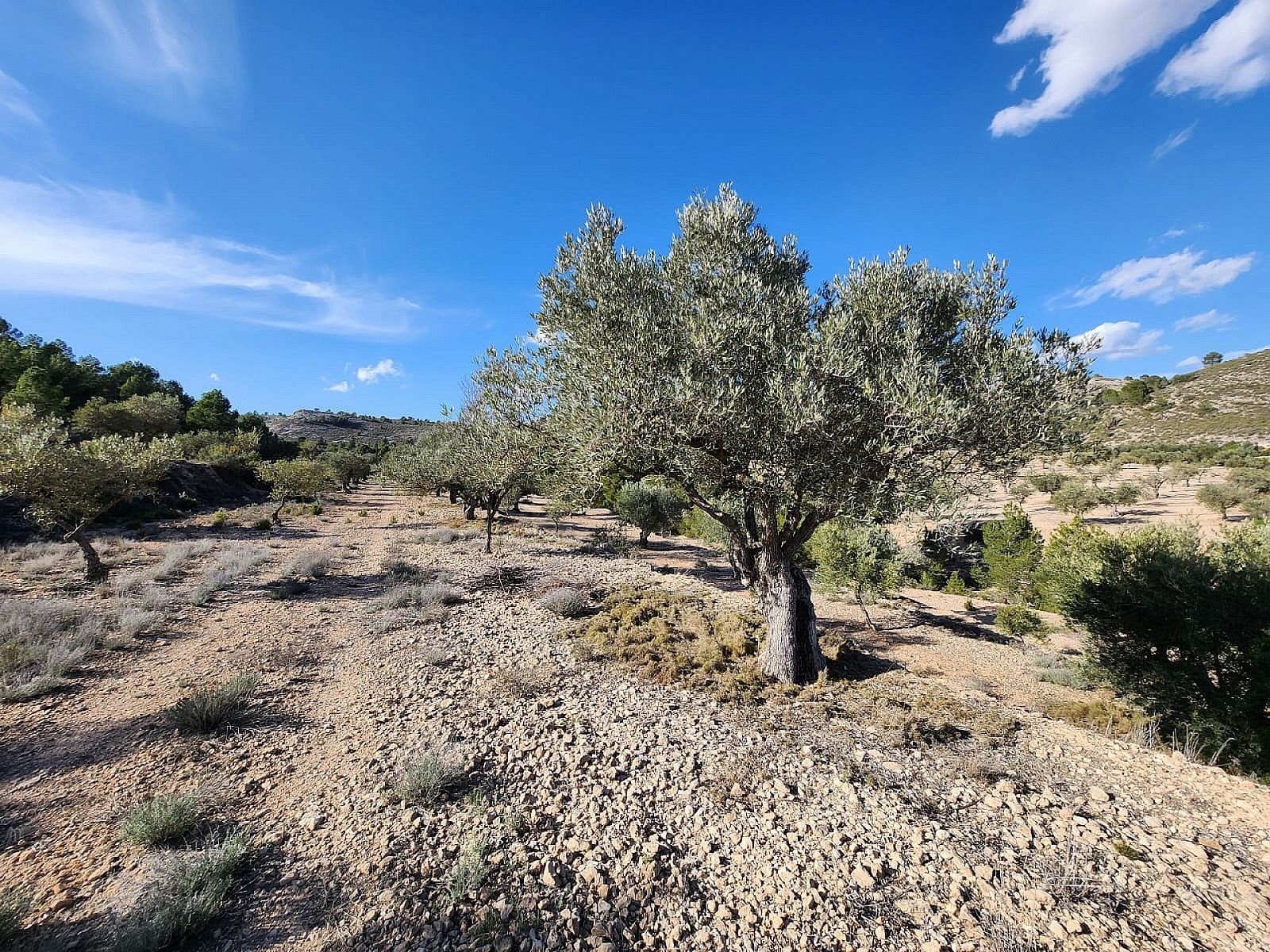 Resale - 1 Bedroom Country house in Villena -  - Alicante
