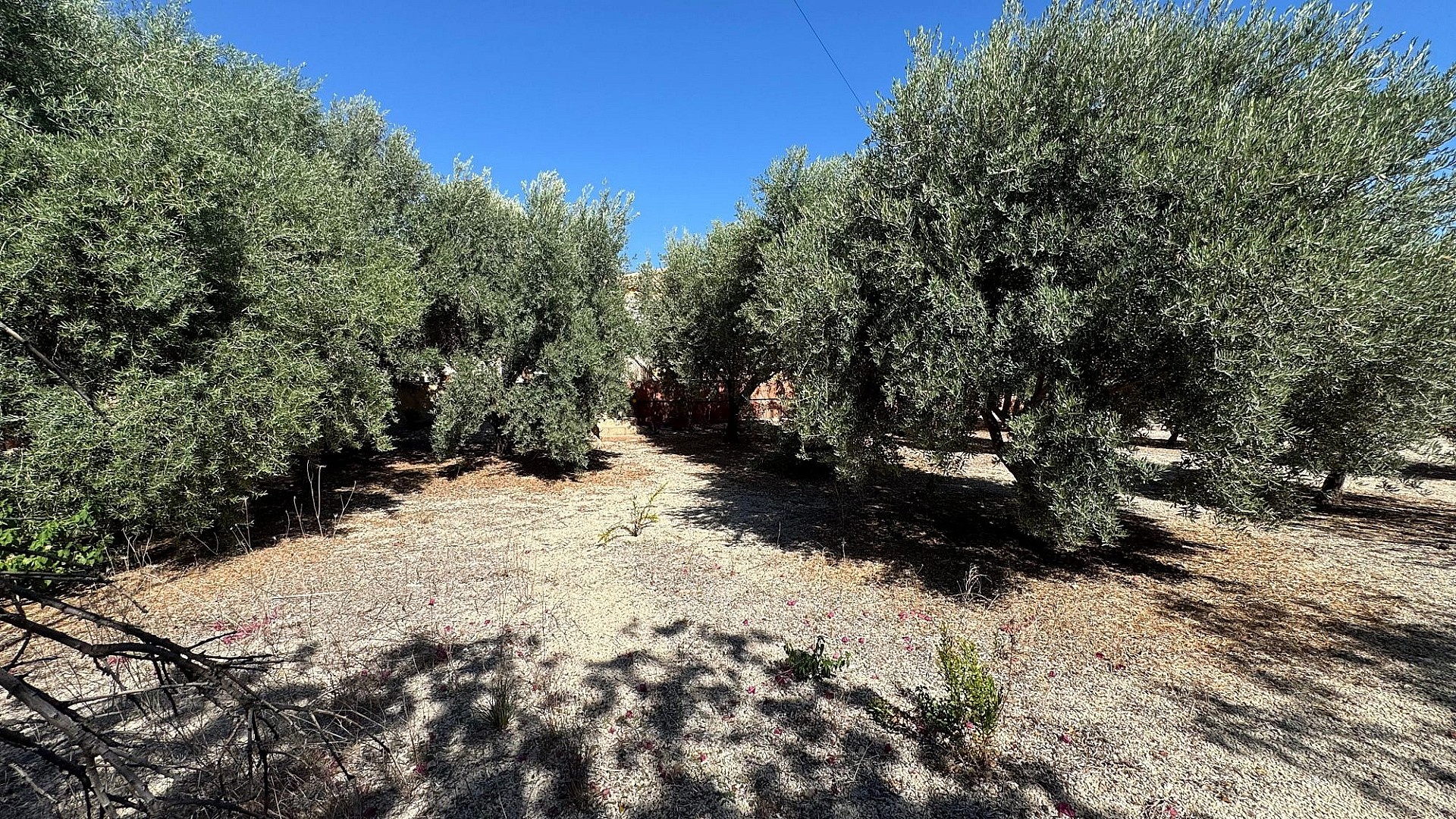 Resale - 6 Bedroom 3 Bathroom Villa in Albatera -  - Alicante