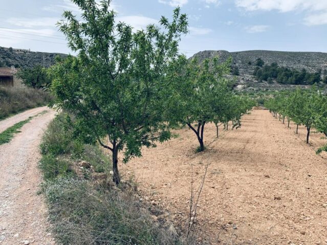 Resale - Land in La Romana -  - Alicante