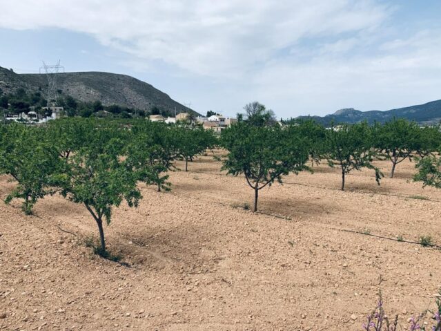 Resale - Land in La Romana -  - Alicante