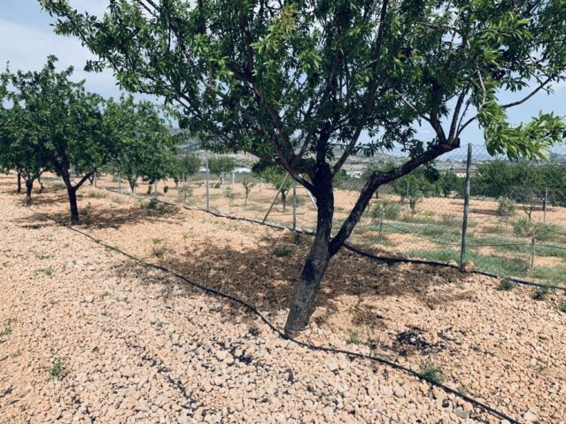 Resale - Land in La Romana -  - Alicante