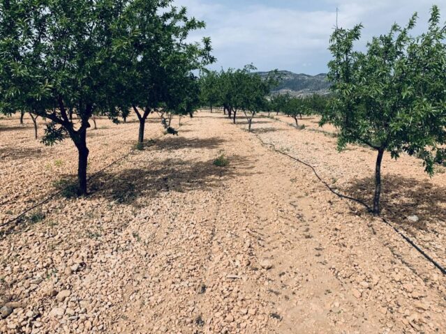 Resale - Land in La Romana -  - Alicante