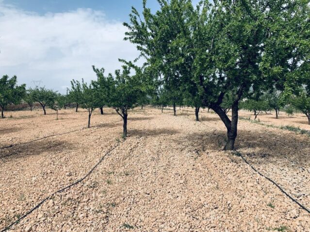 Resale - Land in La Romana -  - Alicante