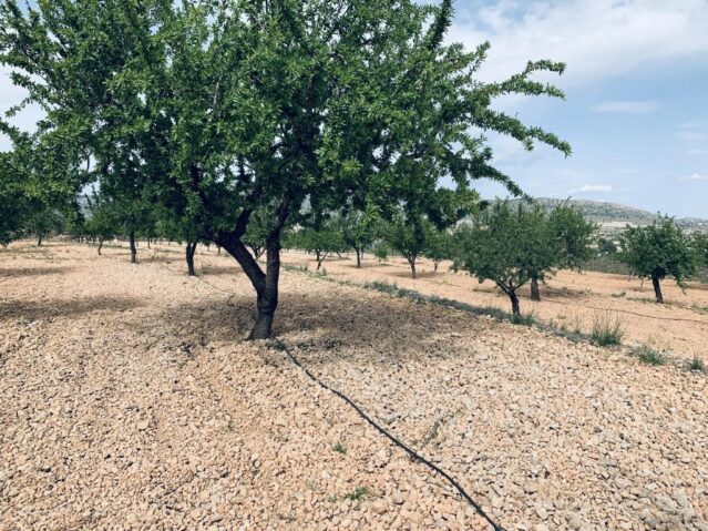 Resale - Land in La Romana -  - Alicante