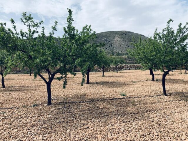 Resale - Land in La Romana -  - Alicante