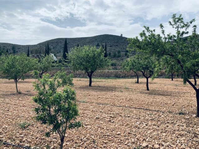 Resale - Land in La Romana -  - Alicante