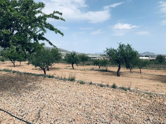 Resale - Land in La Romana -  - Alicante