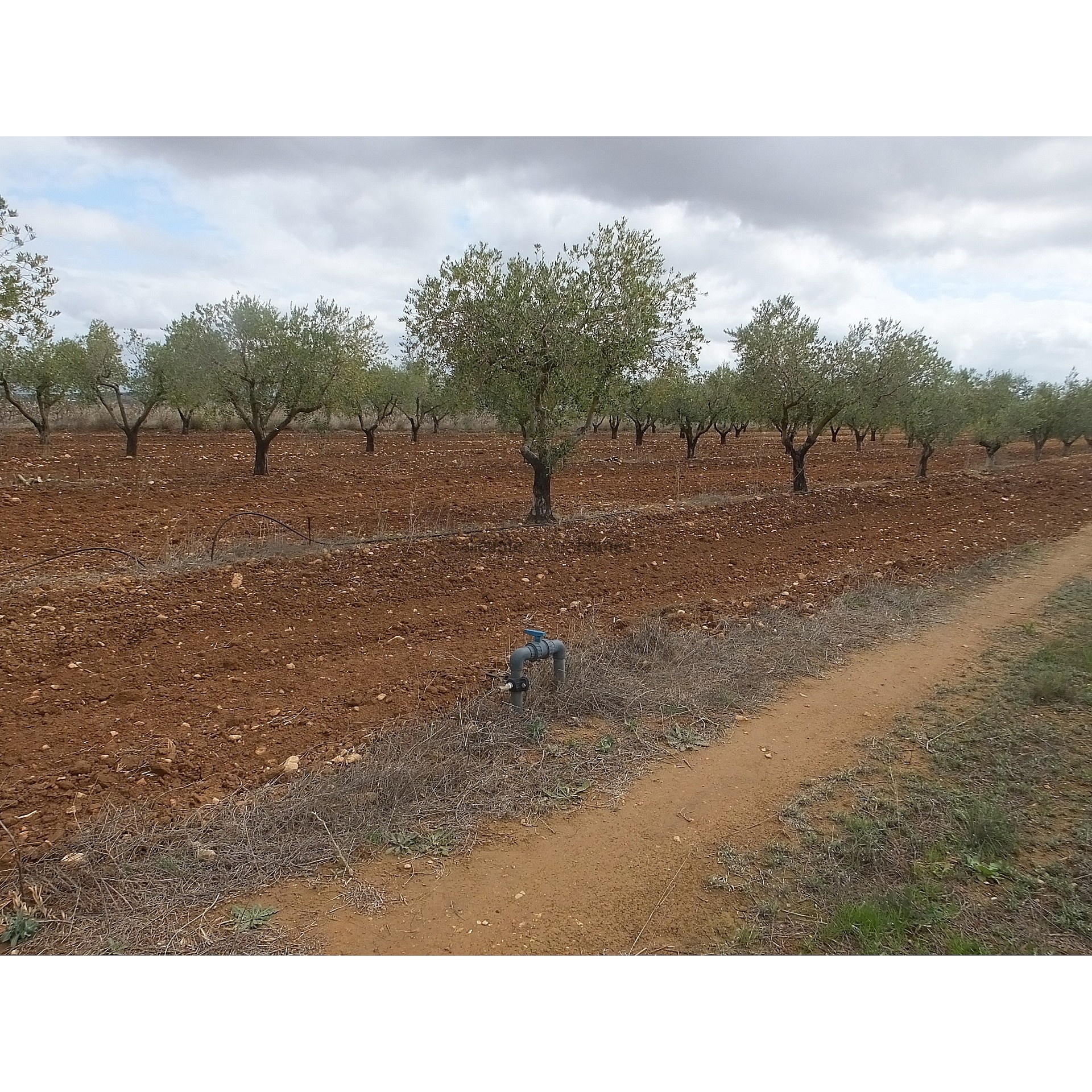 Resale - Land in Raspay -  - Murcia