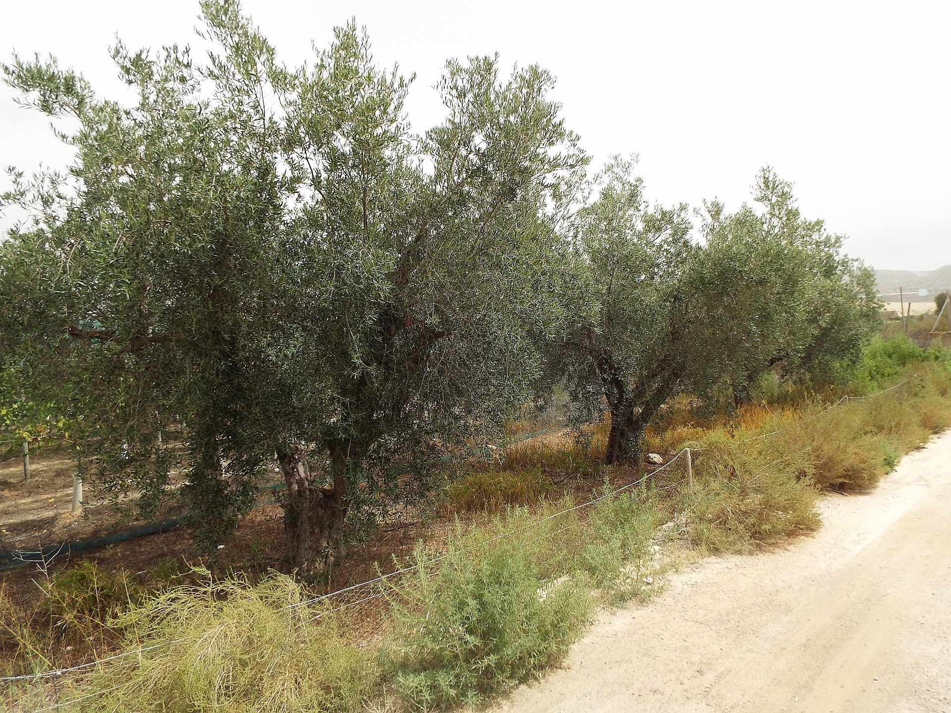 Resale - Land in Monforte Del Cid -  - Alicante
