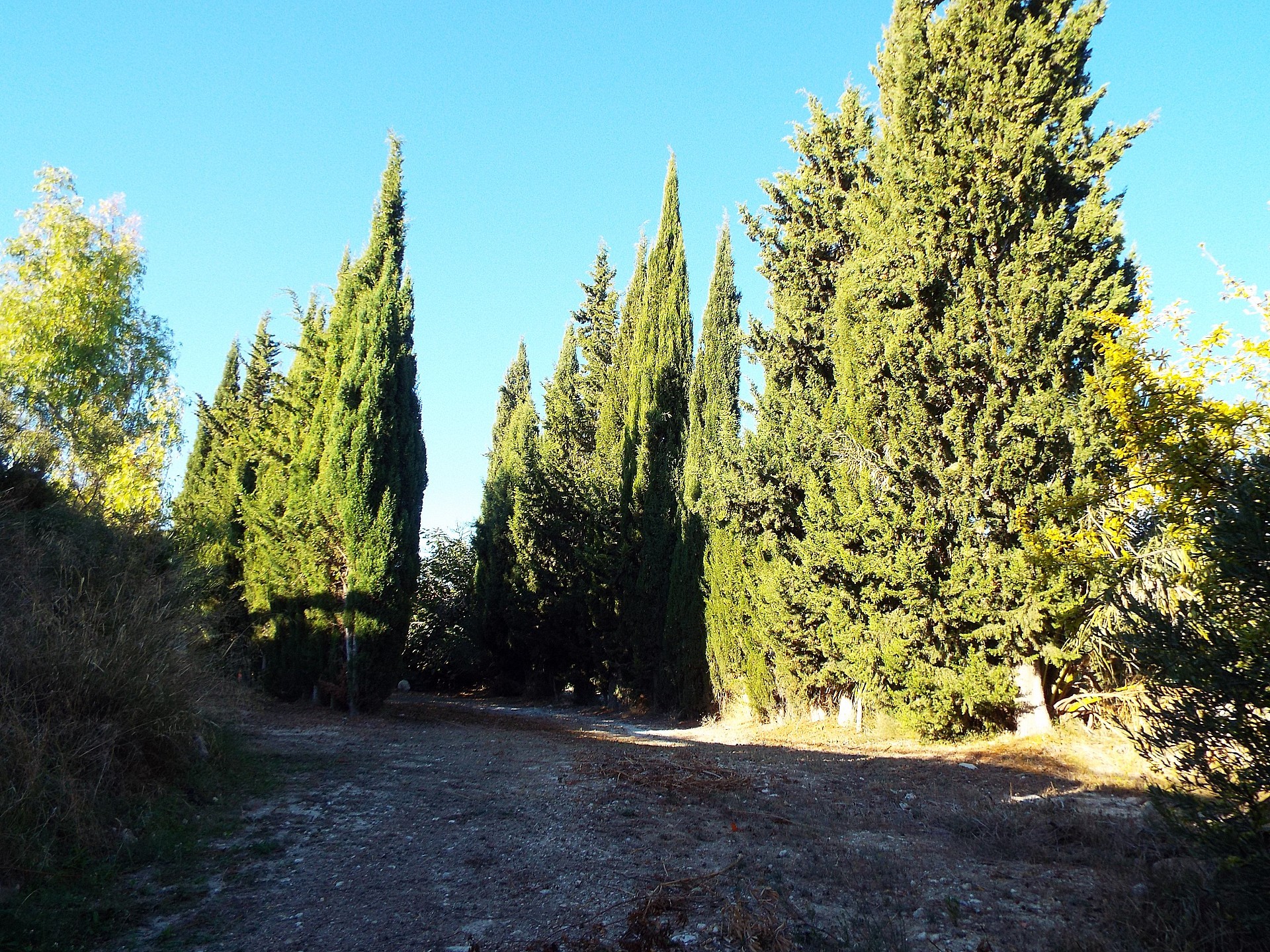 Resale - 12 Bedroom 3 Bathroom Country house in Mahoya -  - Murcia