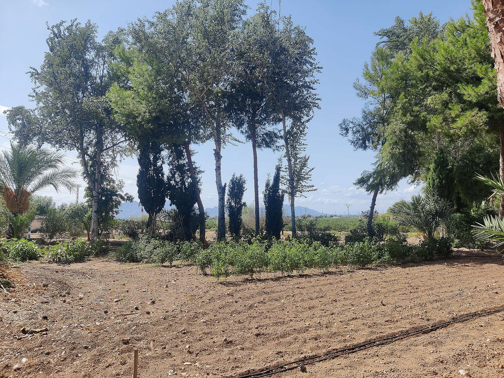 Resale - 3 Bedroom 2 Bathroom Country house in Crevillente -  - Alicante