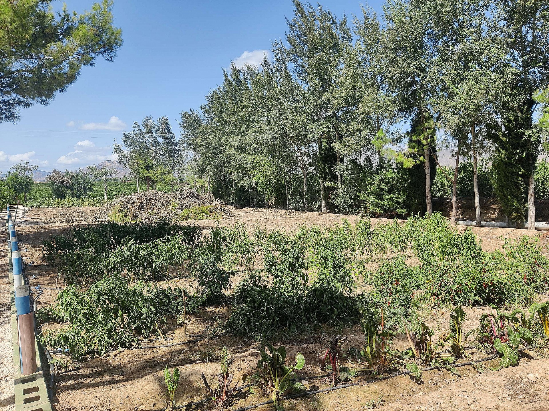 Resale - 3 Bedroom 2 Bathroom Country house in Crevillente -  - Alicante