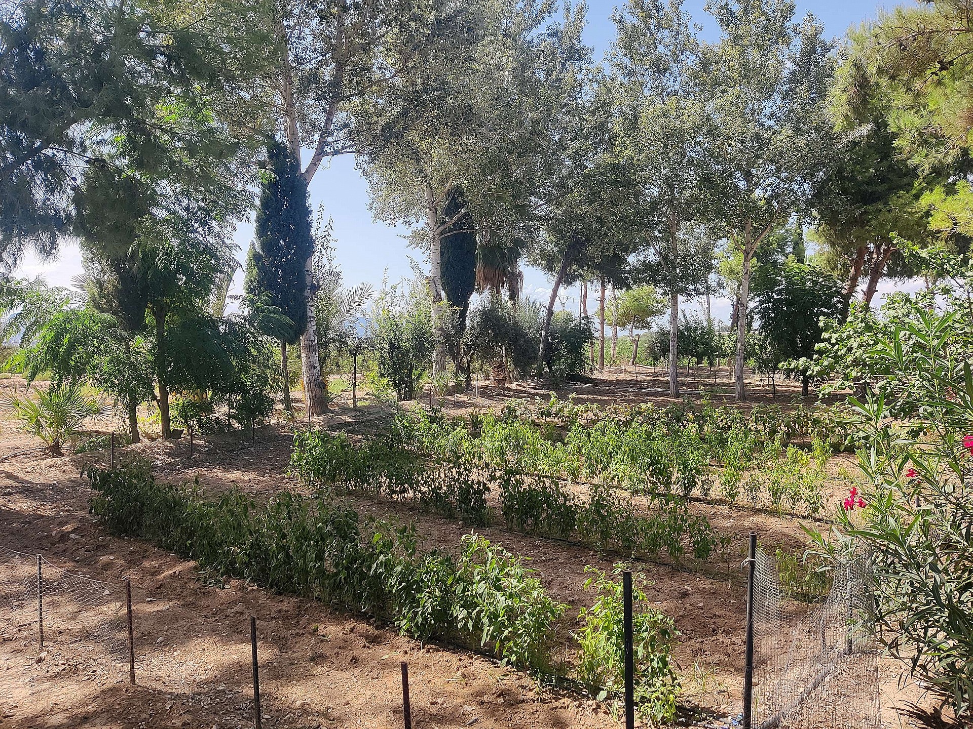 Resale - 3 Bedroom 2 Bathroom Country house in Crevillente -  - Alicante