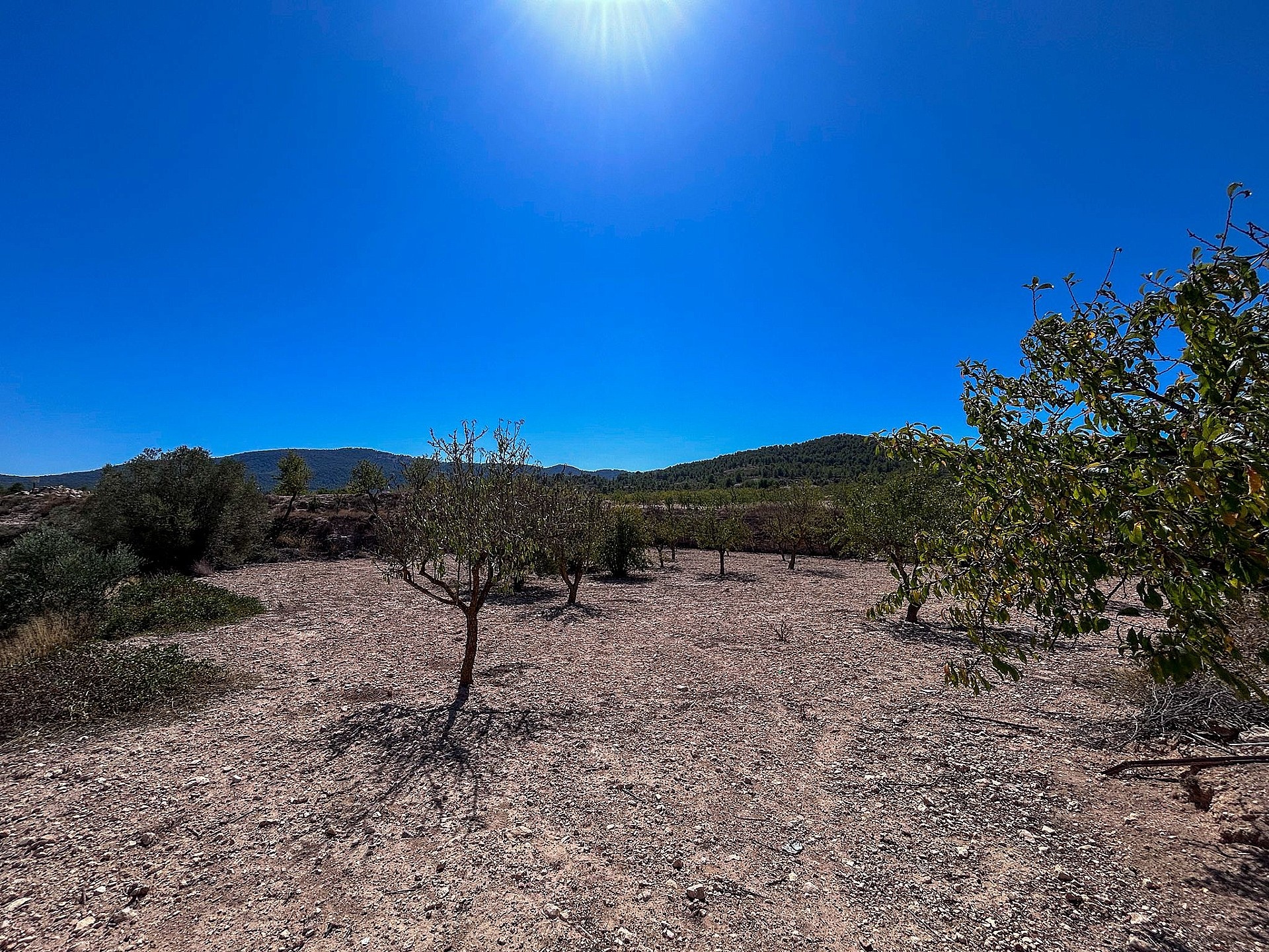 Resale - 3 Bedroom Country house in Monóvar -  - Alicante