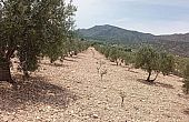 Land in Salinas