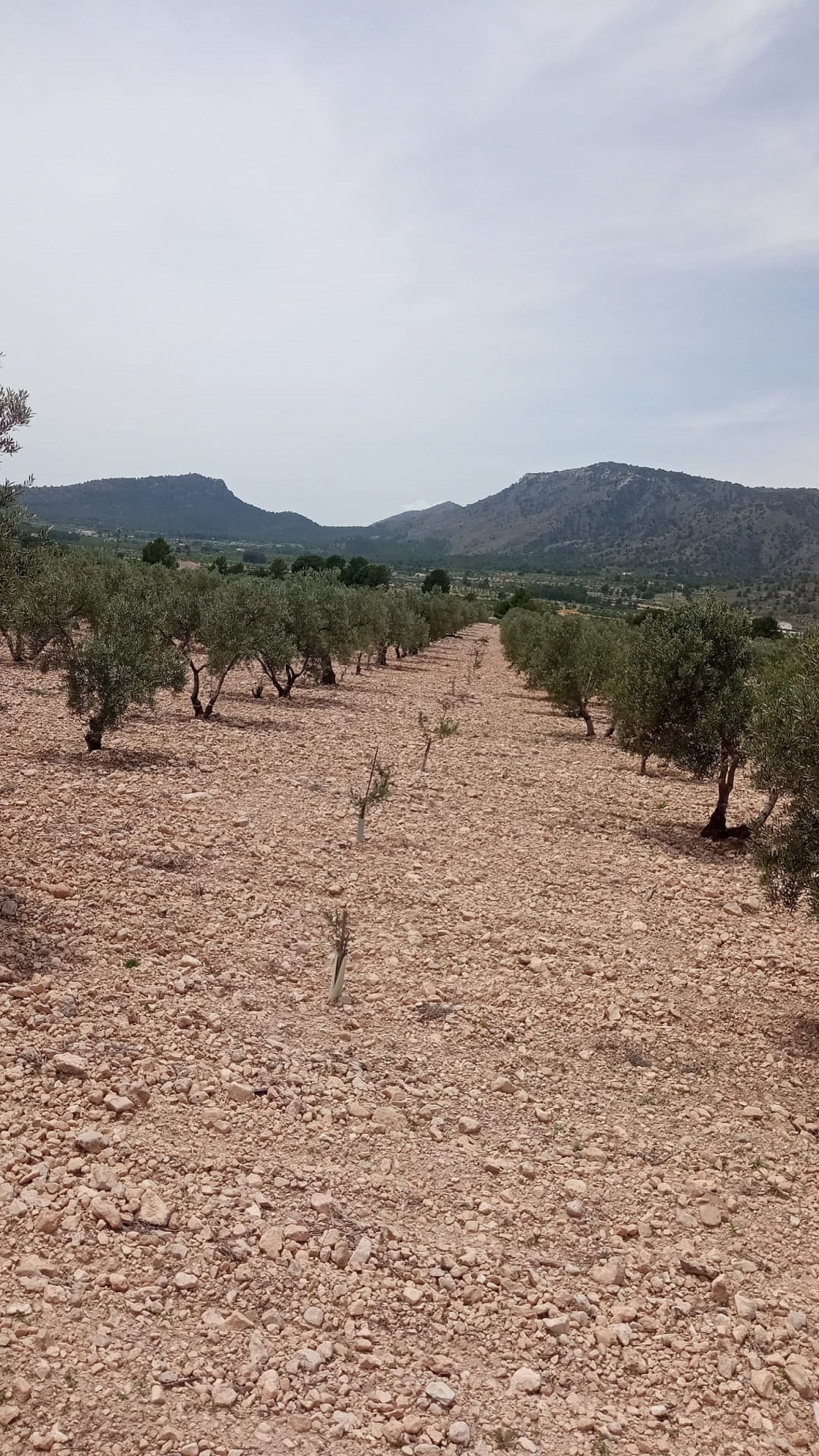 Resale - Land in Salinas -  - Alicante