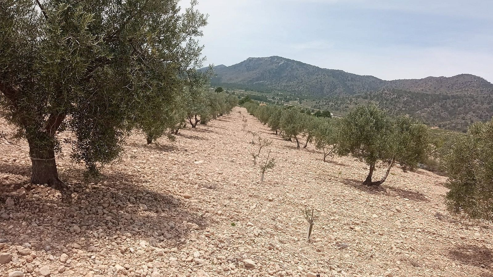 Resale - Land in Salinas -  - Alicante