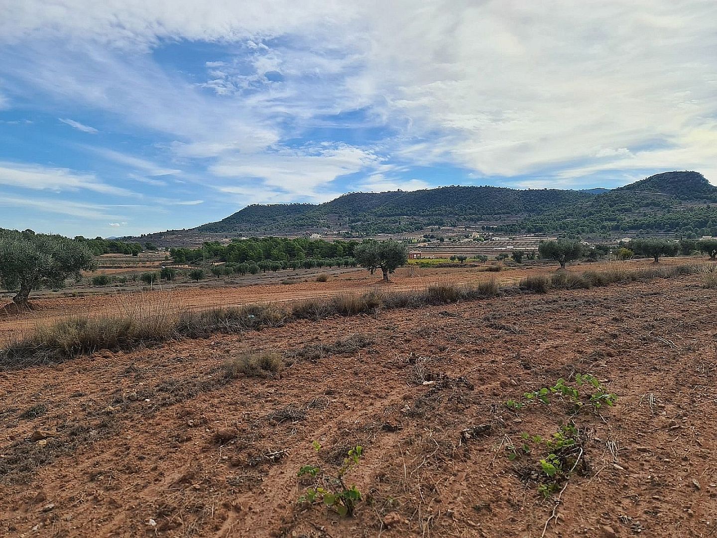 Land in Pinoso