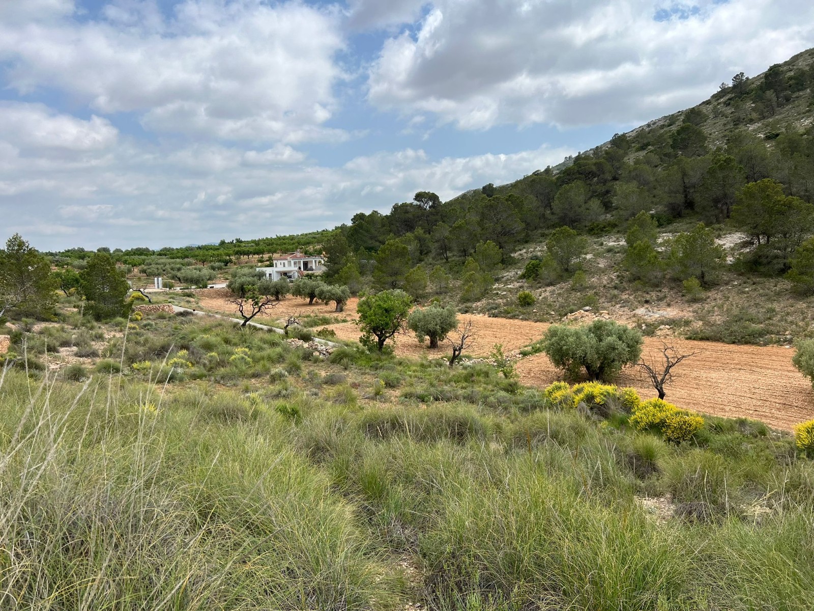 Resale - Land in Hondón de las Nieves -  - Alicante