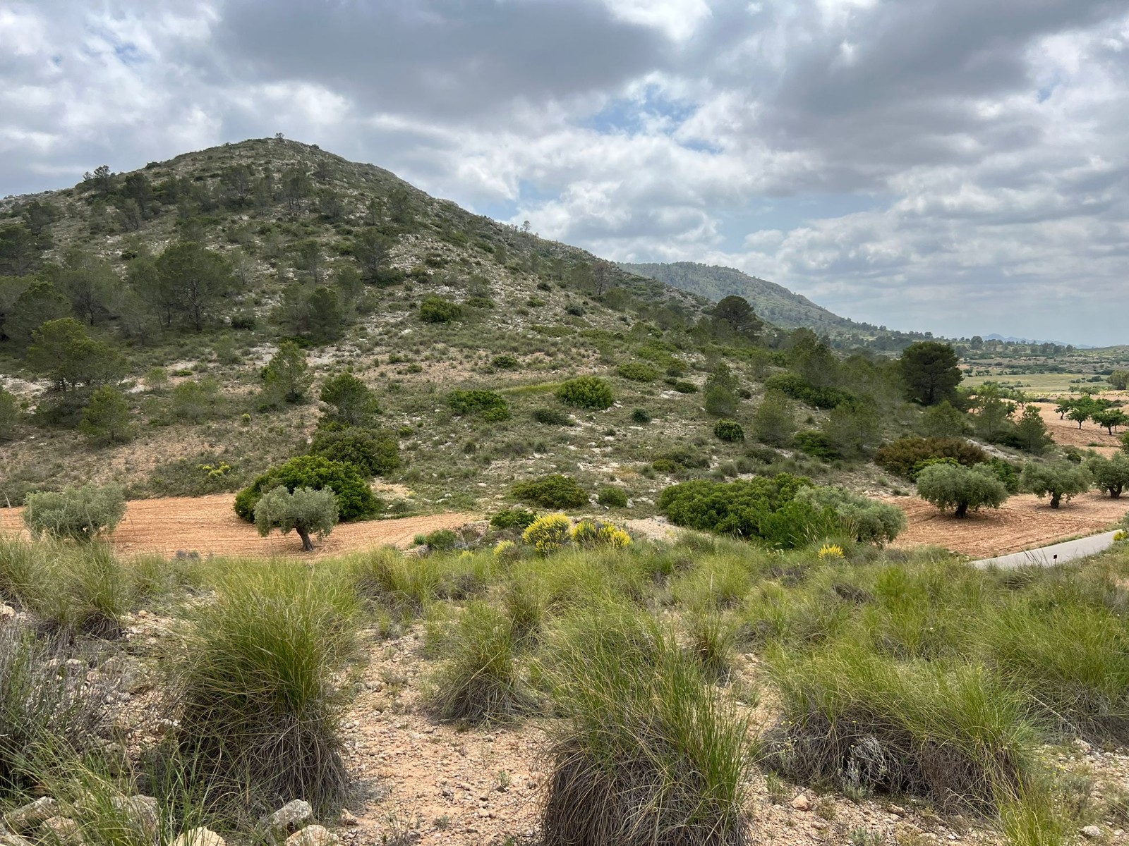Resale - Land in Hondón de las Nieves -  - Alicante