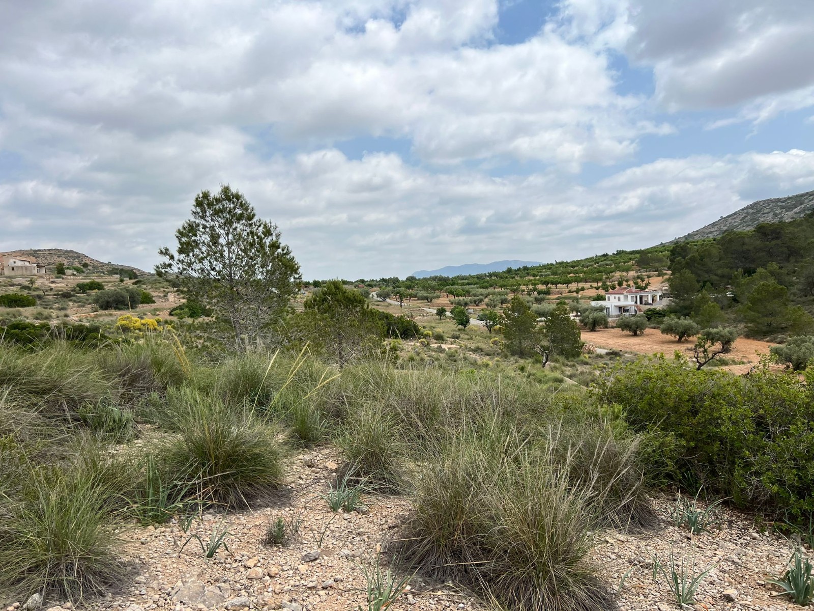 Resale - Land in Hondón de las Nieves -  - Alicante