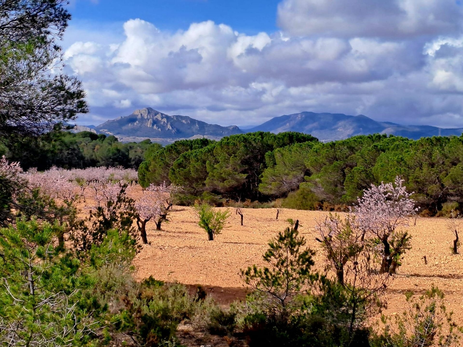Resale - 6 Bedroom 4 Bathroom Country house in Sax -  - Alicante